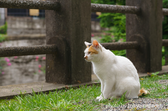 猫写真