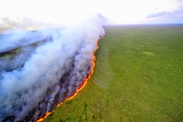 Лесные пожары уничтожили огромную часть заповедника в Бразилии