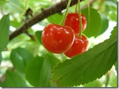 cherries, strawberries, currants 011