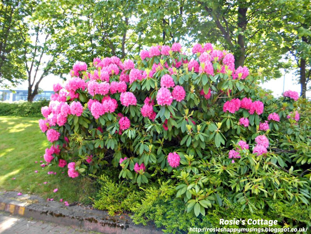 A splash of colour on the banks of the River Clyde, Glasgow