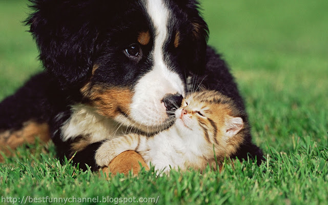 Dog and kitten.