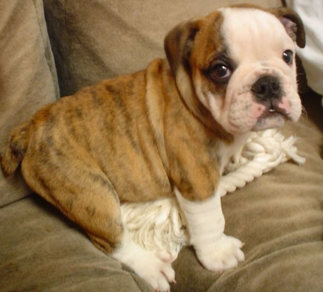 english bulldog puppies for free. Puppy English Bulldog