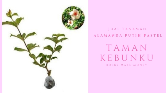 Jual Tanaman Alamanda Putih Pastel | Bibit Online