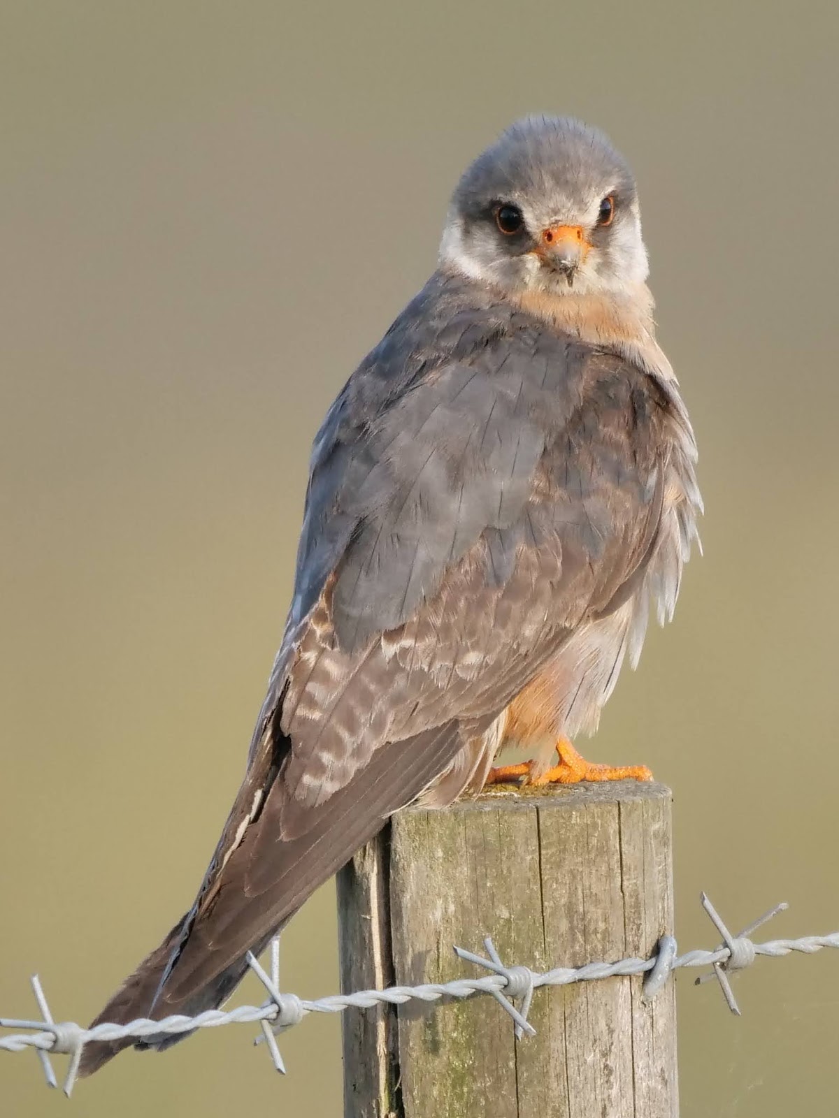 Image result for Red-footed falcon