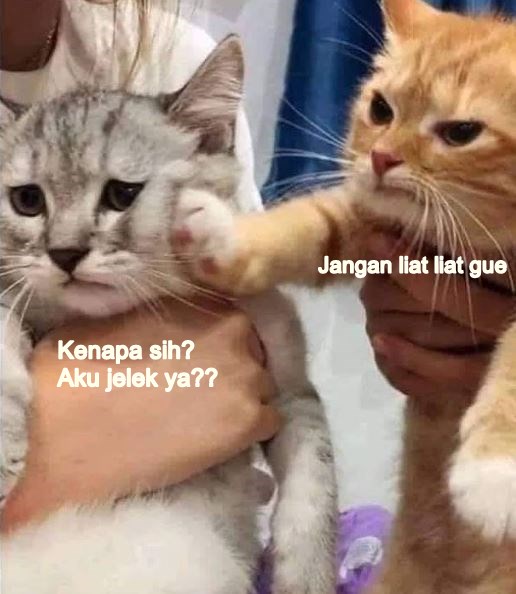 10 Meme Lucu 'Kucing Insecure' Ini Bikin Ngakak Gemoy