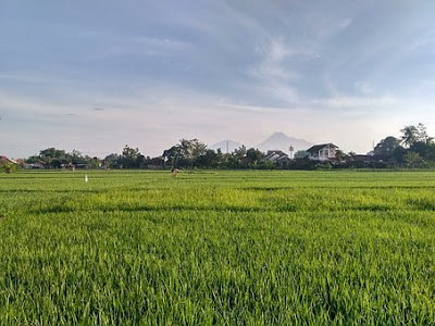 7 Cara Budidaya Tanaman Padi Secara Singkat