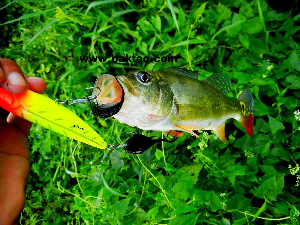 AJING FISHING, CATCHING MANGROVE SNAPPERS USING SUPERCONTINENT SOFT LURE