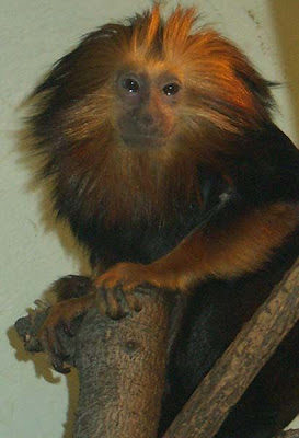 Monkeys too have hairstyles - 15 Pics | Curious, Funny Photos / Pictures