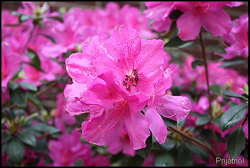 garden, march 09 002