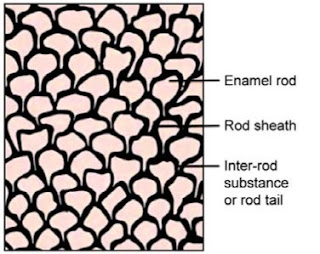 fish scale structure of tooth enamel, enamel rods fish scale pattern