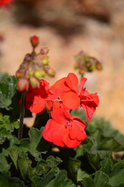 small sunny garden, amy myers, desert garden, garden bloggers bloom day, pelargonium