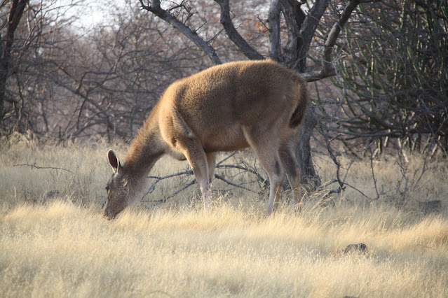 Wildlife Photography