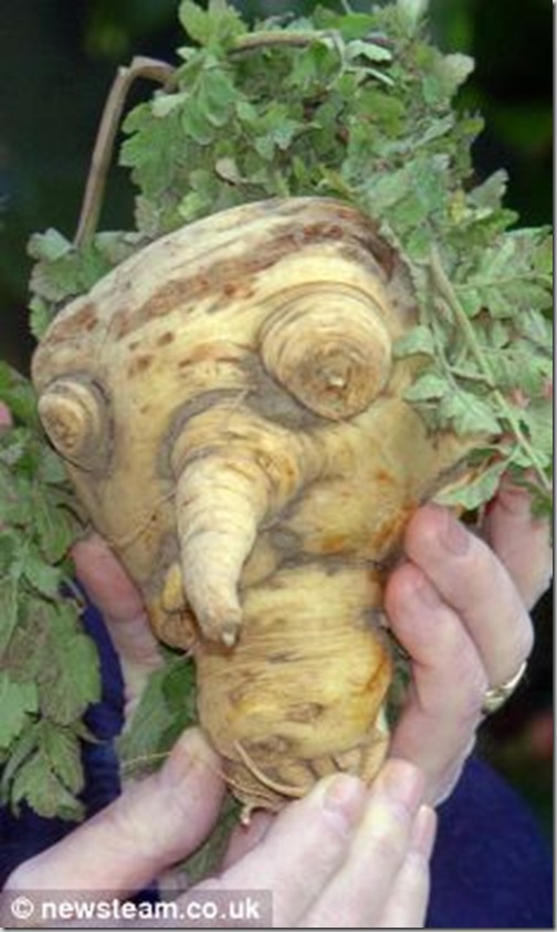http://www.wikiasia.blogspot.com/2012/11/foto-bentuk-buah-buahan-yang-unik-dan.html