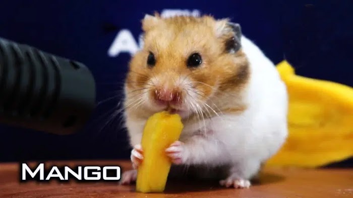 Does a hamster eat mango? How to Feed Your Furry Friends Healthy Food