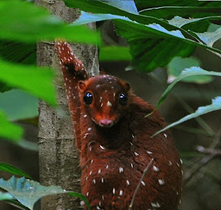 Sunda Colugo