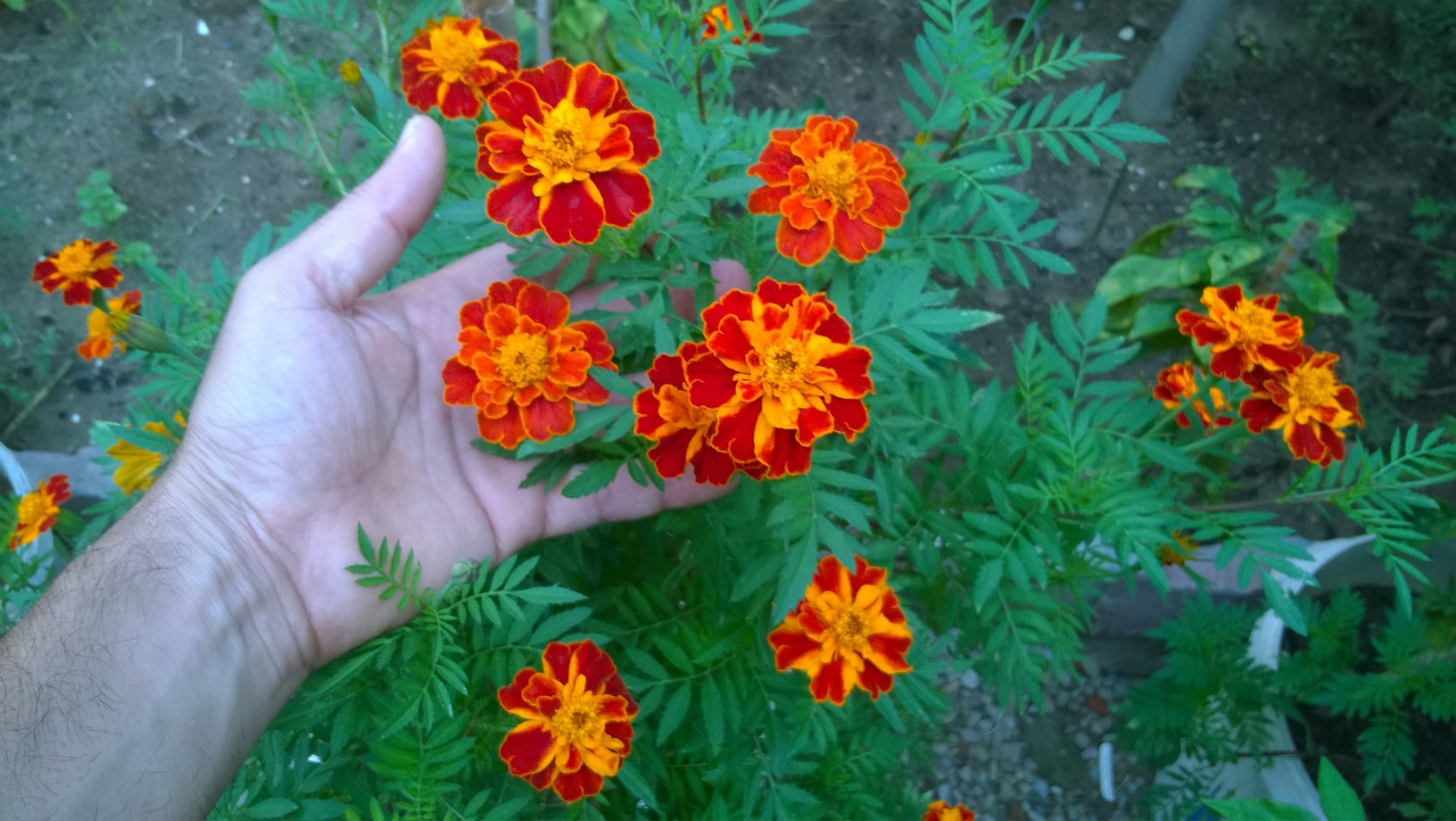 Marigolds are one of the most rewarding annuals flowers you can grow. These aromatic plants are low maintenance, fast growing, repel pests, and they will provide you with bright, lovely continuous color until the fall frost.