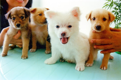 Cute Puppies wallpapers