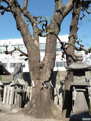 野江水神社神木