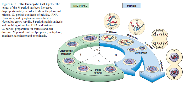 Eucaryotic Cell Cycle