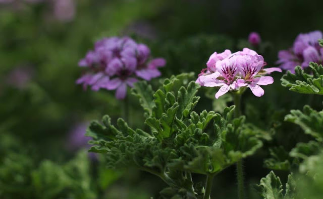 Pelargonium Graveolens Flowers Pictures