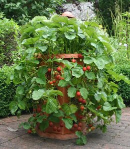 Grow Strawberries In Strawberry Pots