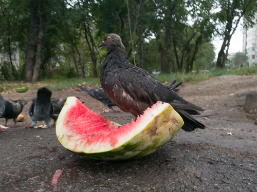 hungry bird eats watermelon by dumpster