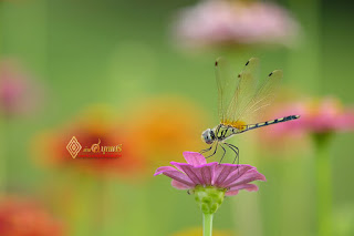 ภาพดอกไม้ยามเช้าสวยๆ, ภาพดอกไม้สวยมาก, รูปภาพประจําวันสวยๆ, ภาพดอกไม้สวัสดีตอนเช้า, ภาพ ดอกไม้ สวย ๆ น่า รัก ๆ, รูปภาพยามเช้าสวยๆ, รูป ธรรมชาติ ยาม เช้า ล่าสุด, ภาพวิวตอนเช้าสวยๆ, ภาพธรรมชาติยามเย็น