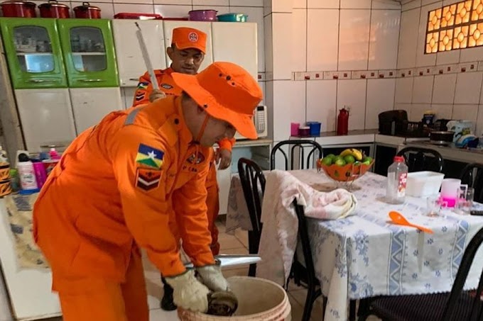  Cobra é encontrada dentro de gaveta de cozinha em Cacoal