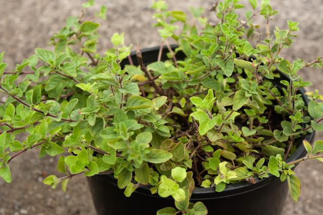 136-day-old oregano plant propagated from a cutting