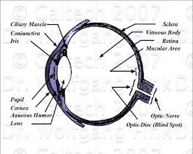  Permalink http://www.opoae.com/2013/02/penjelasan-ilmiah-cara-mata-bekerja.html