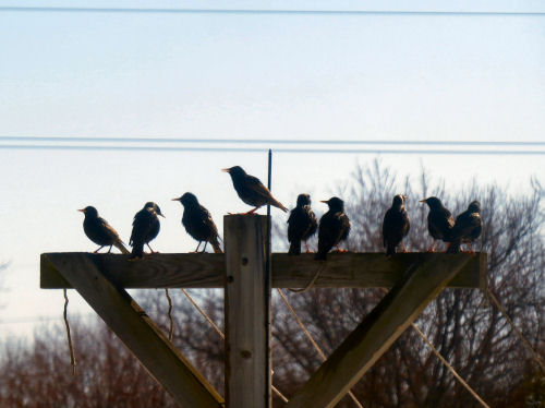 starlings