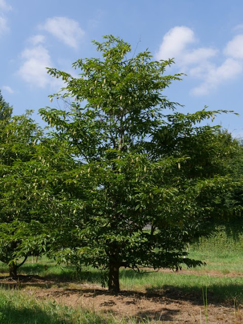 Carpinus japonica