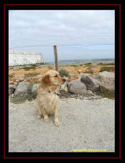 Golden Retriever in Sagres, Algarve