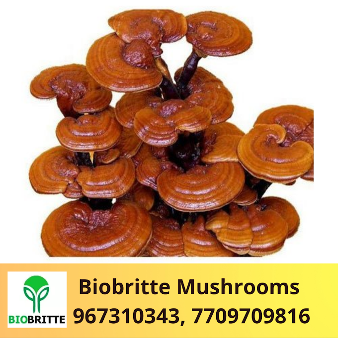 Scope Of Ganoderma Mushroom In Blue City | Buy Ganoderma Mushroom Spawns In Oman | Mushroom Seeds Shop In Al Madina A'Zarqa