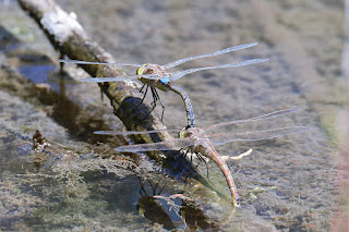 libelula-emperador-emigrante-anax-ephippiger-