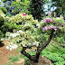 Jual bonsai bougenville (kembang kertas) | tanaman bonsai aneka bunga