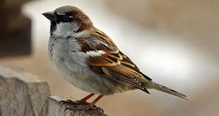 House Sparrow Bird