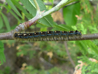 Malacosoma disstria - Livrée des forêts