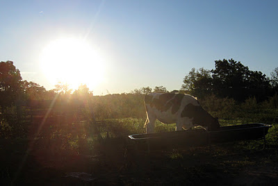 heifer eating grain