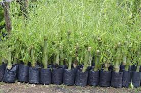 Growing Bamboo From Seed