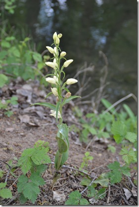 C.damasonium_Ojos_Monreal_PEH (2)
