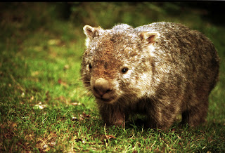 Wombat Wallpapers