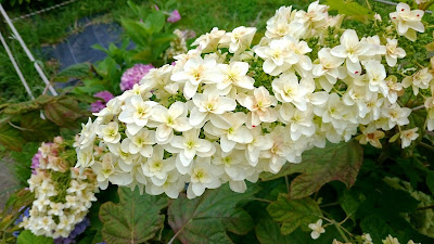 道の駅しらとりの郷・羽曳野のあじさい(羽曳野市)