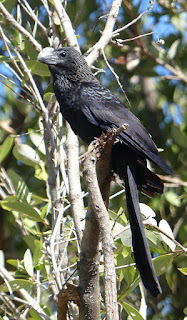 Ani à bec lisse - Crotophaga ani