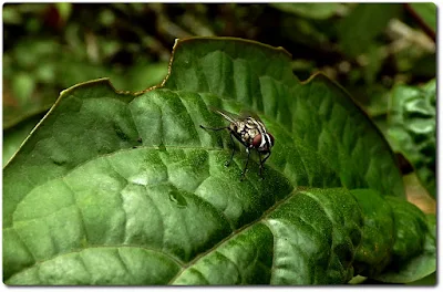 not so muchy detail but a fine shot of a fly on a leaf