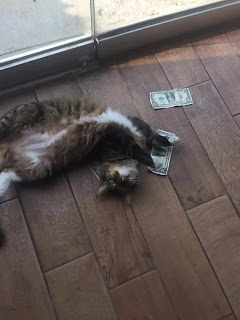 Este gato de oficina ama tanto el dinero que se lo roba a extraños