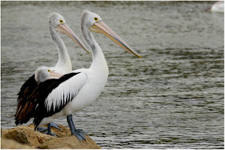 pelecaniformes Pelecanus conspicillatus