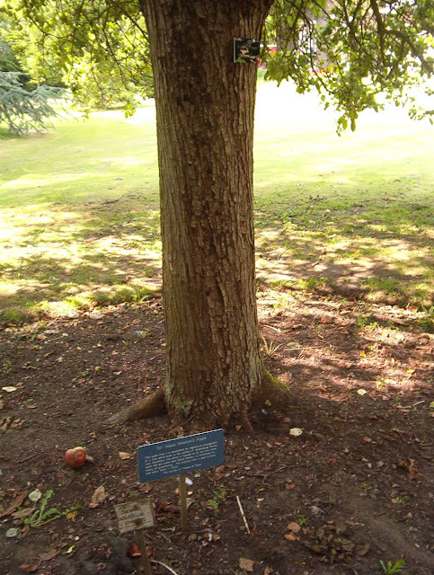 Pohon Apel tempat Isaac Newton menemukan Teori Gravitasi