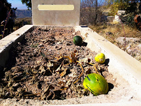 Burial ground on self-melon bits of the bit on the grave while visiting the graves in the village cemetery