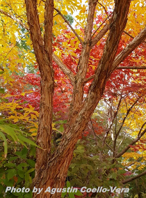 Клён трёхцветковый (Acer triflorum)